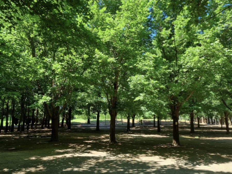 0 Bedroom Property for Sale in Magersfontein Memorial Golf Estate Northern Cape